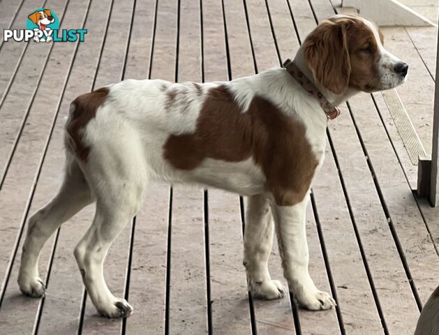 Brittany Puppies