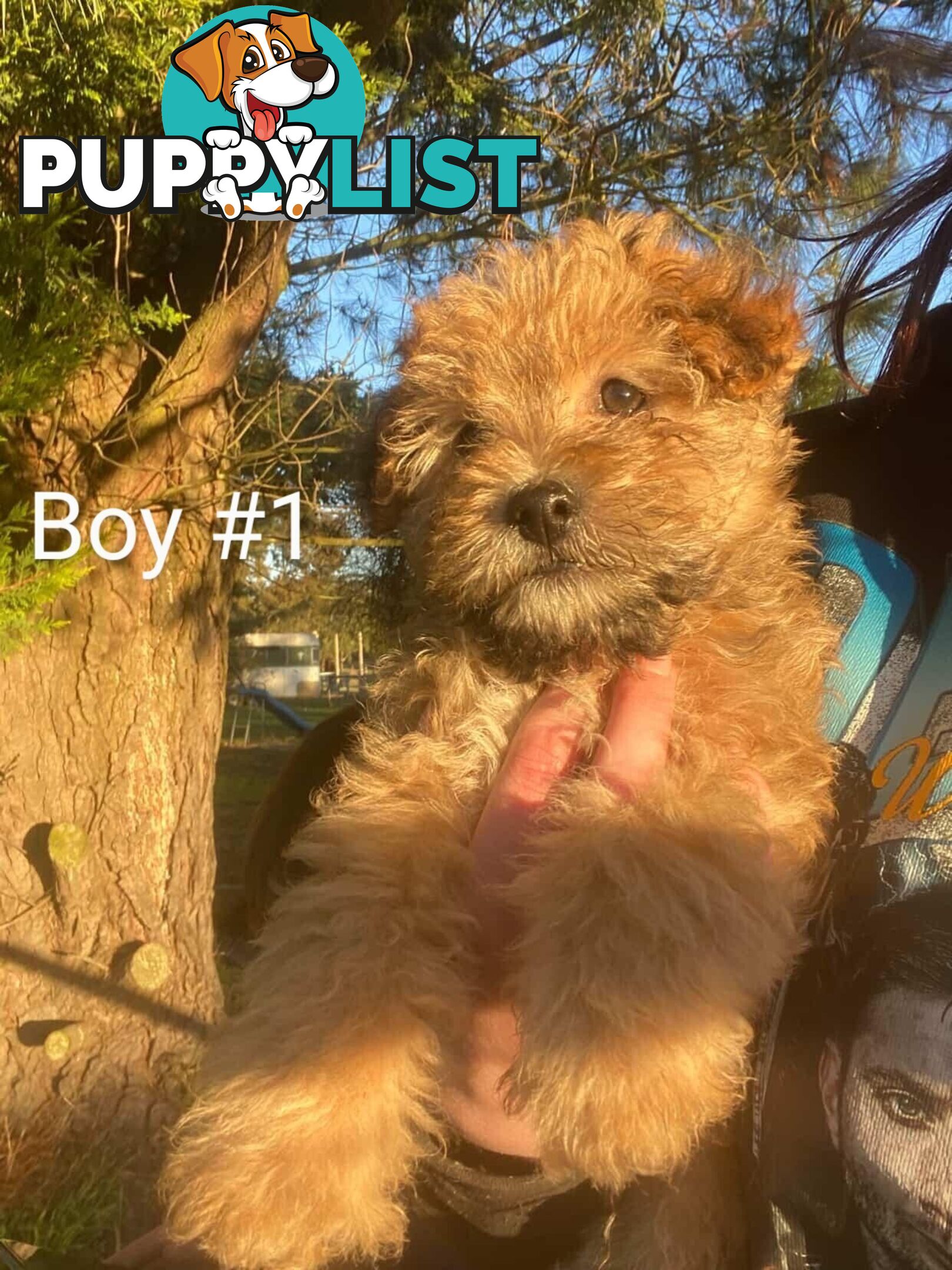 Toy poodle x Jack Russell puppies
