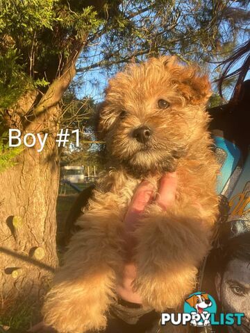Toy poodle x Jack Russell puppies