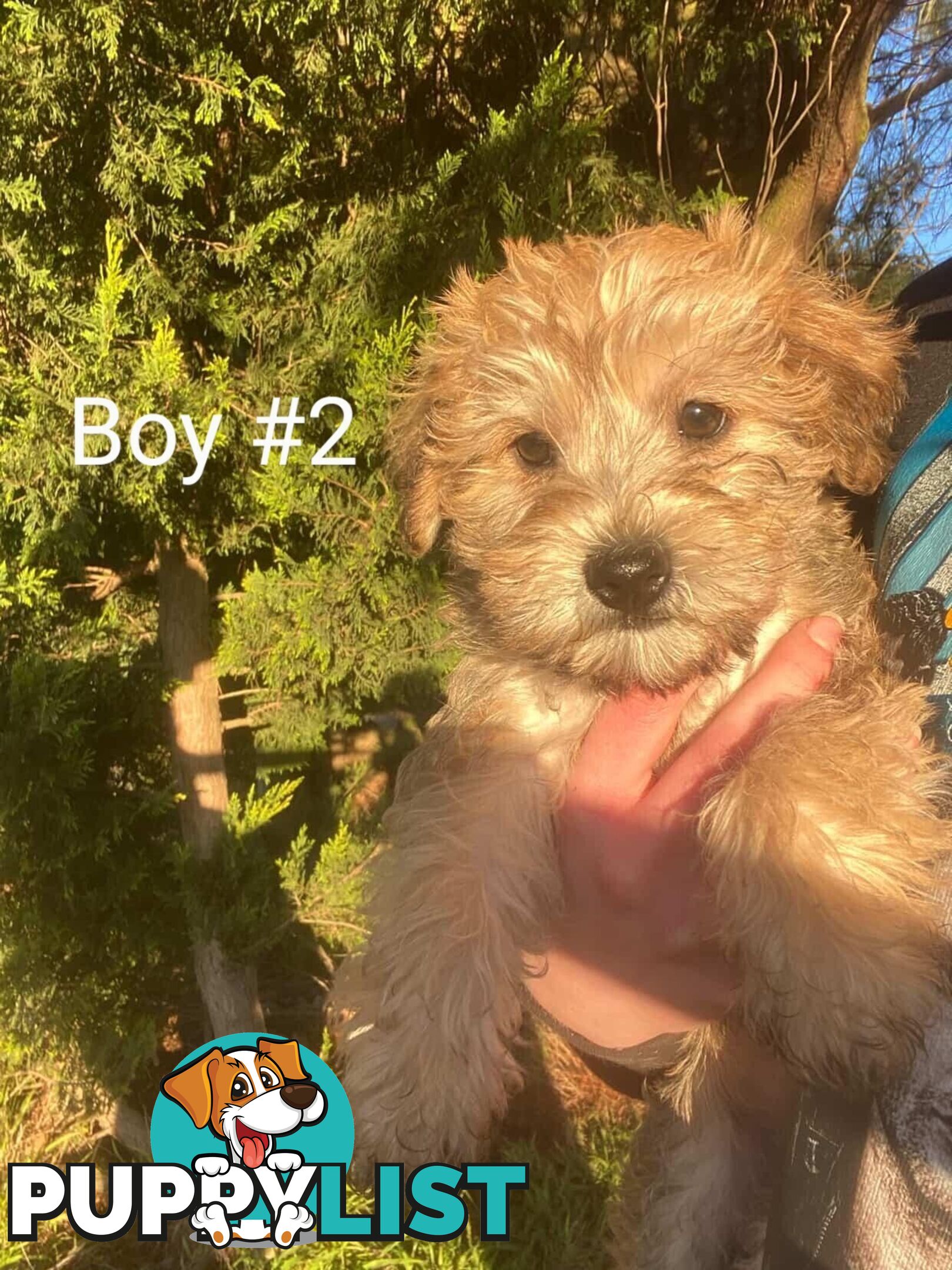 Toy poodle x Jack Russell puppies