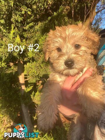 Toy poodle x Jack Russell puppies