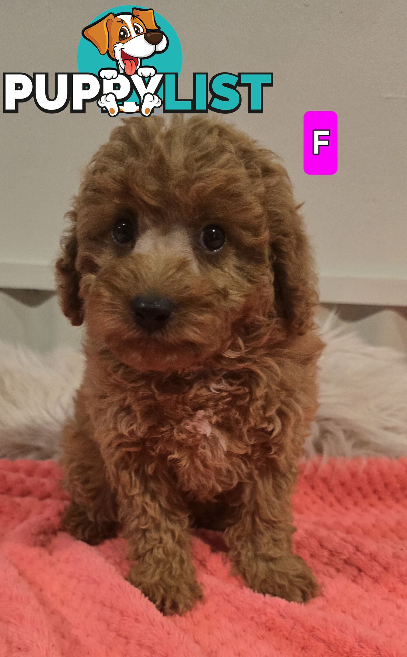 Cavoodle puppies