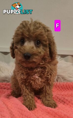 Cavoodle puppies