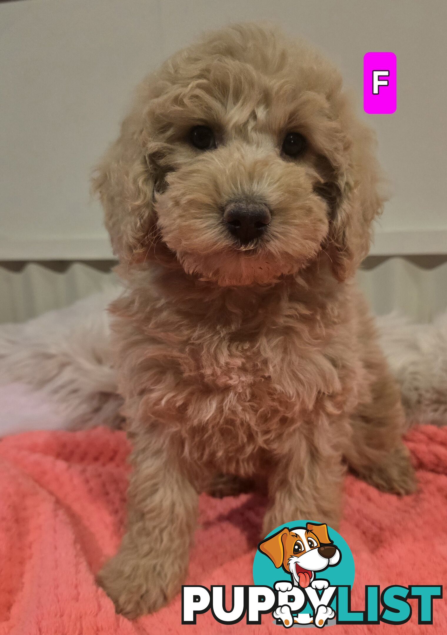 Cavoodle puppies