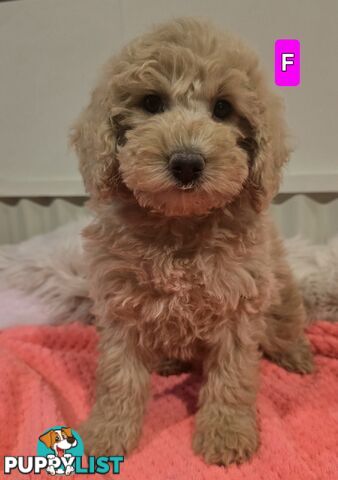 Cavoodle puppies