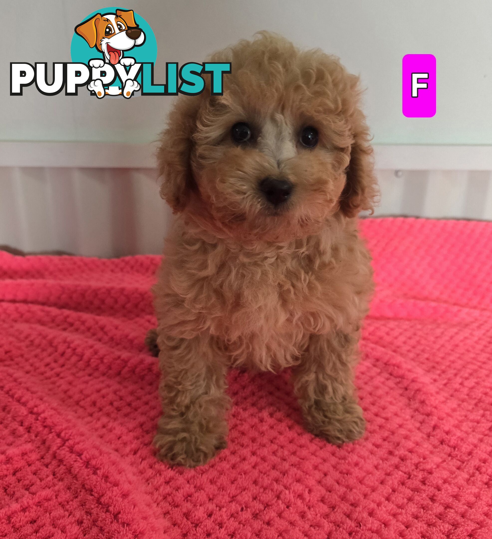 Cavoodle puppies