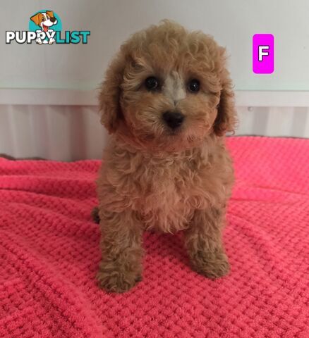 Cavoodle puppies