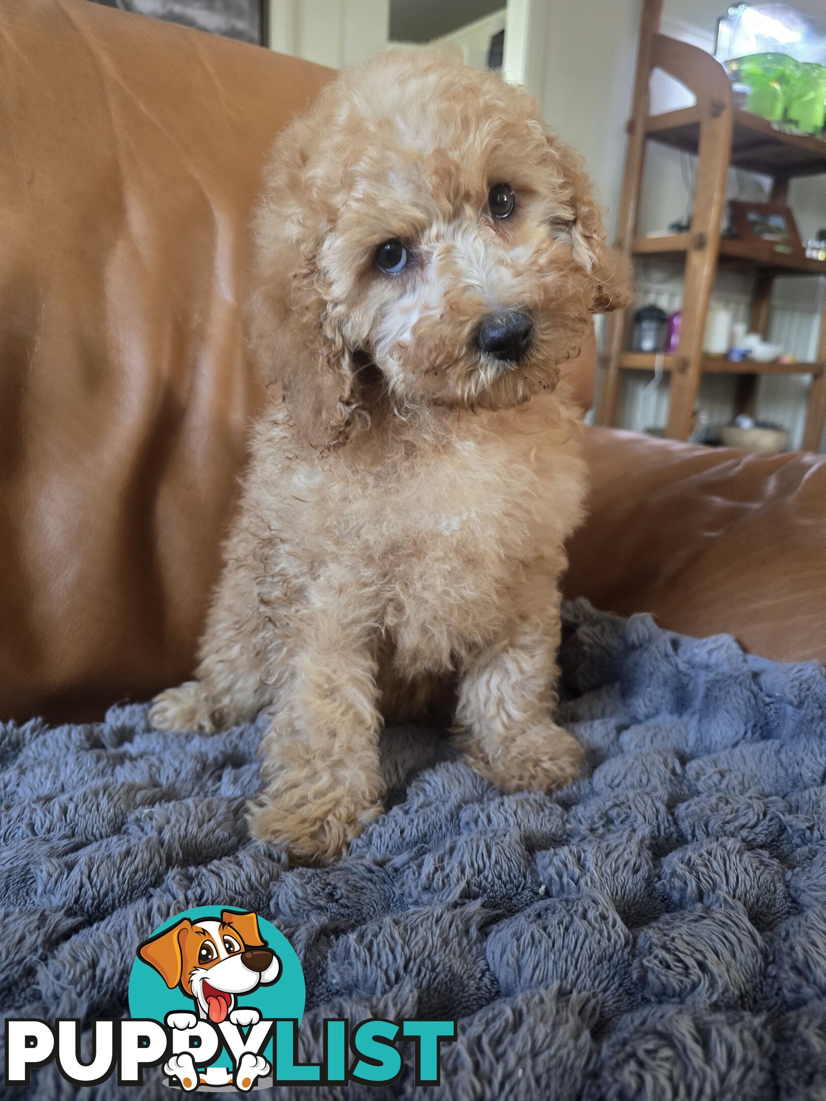 Cavoodle puppies