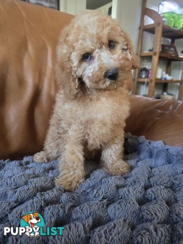 Cavoodle puppies