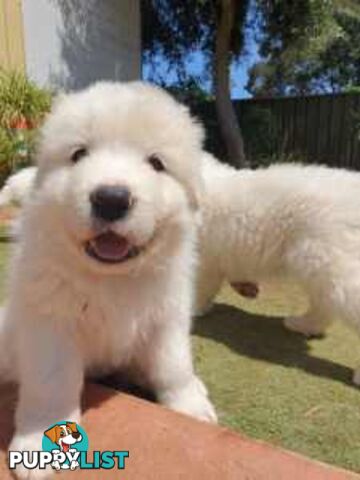 Beautiful Maremma puppies for sale