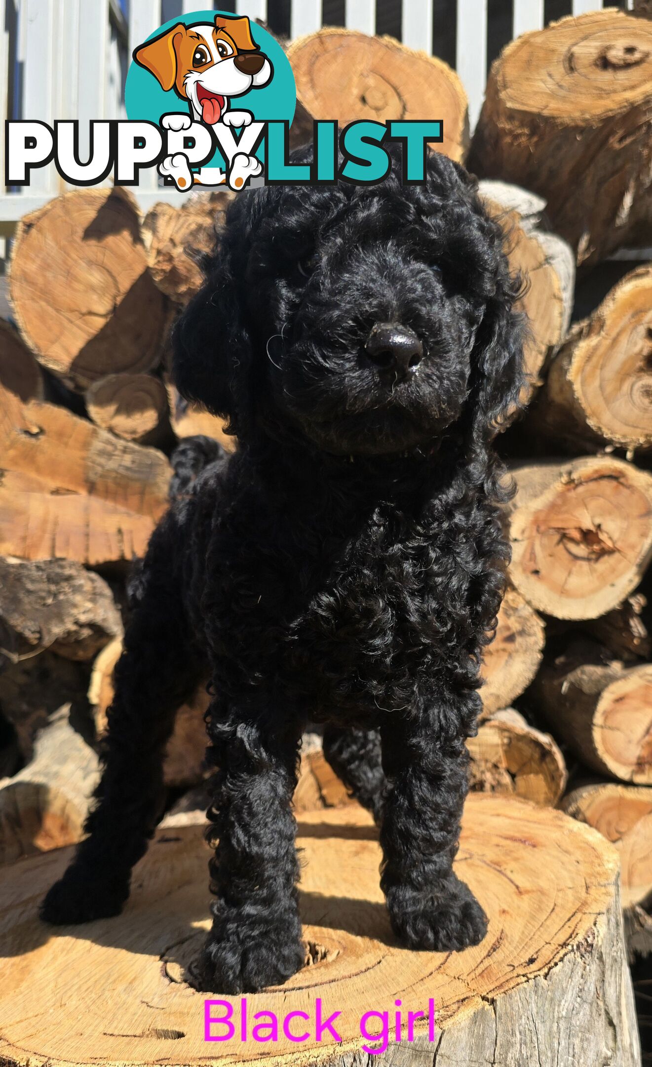 Stunning Labradoodle Puppies (Poodle x Labrador}