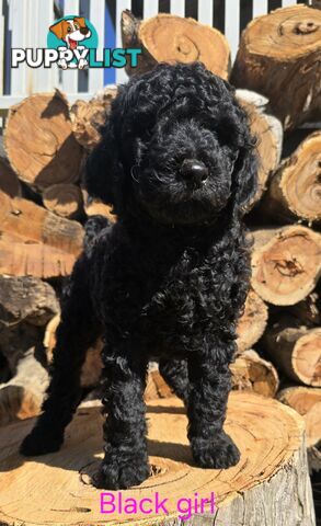 Stunning Labradoodle Puppies (Poodle x Labrador}