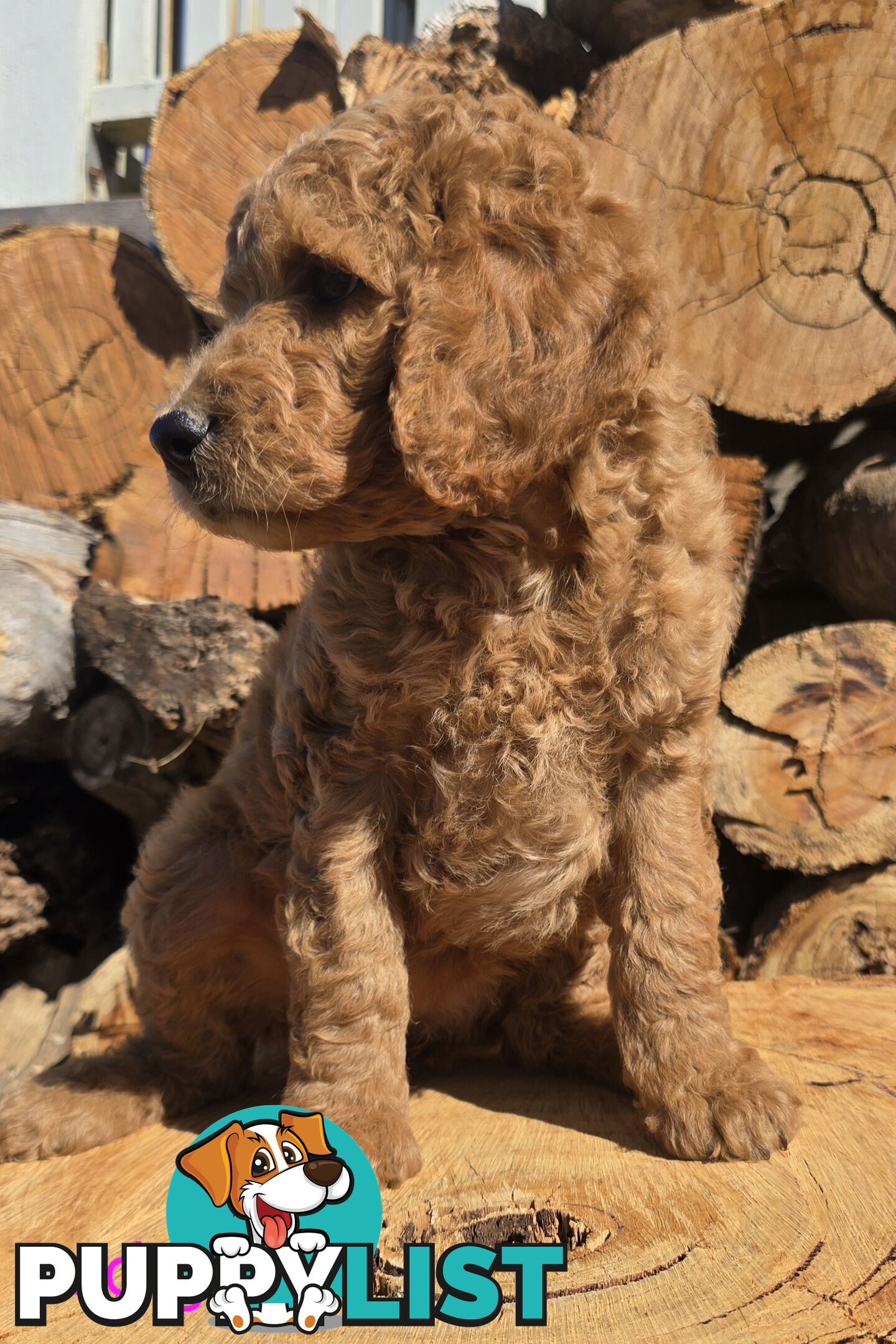 Stunning Labradoodle Puppies (Poodle x Labrador}