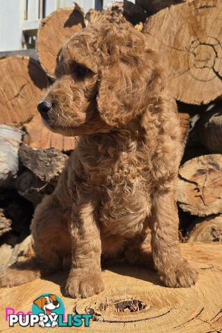 Stunning Labradoodle Puppies (Poodle x Labrador}