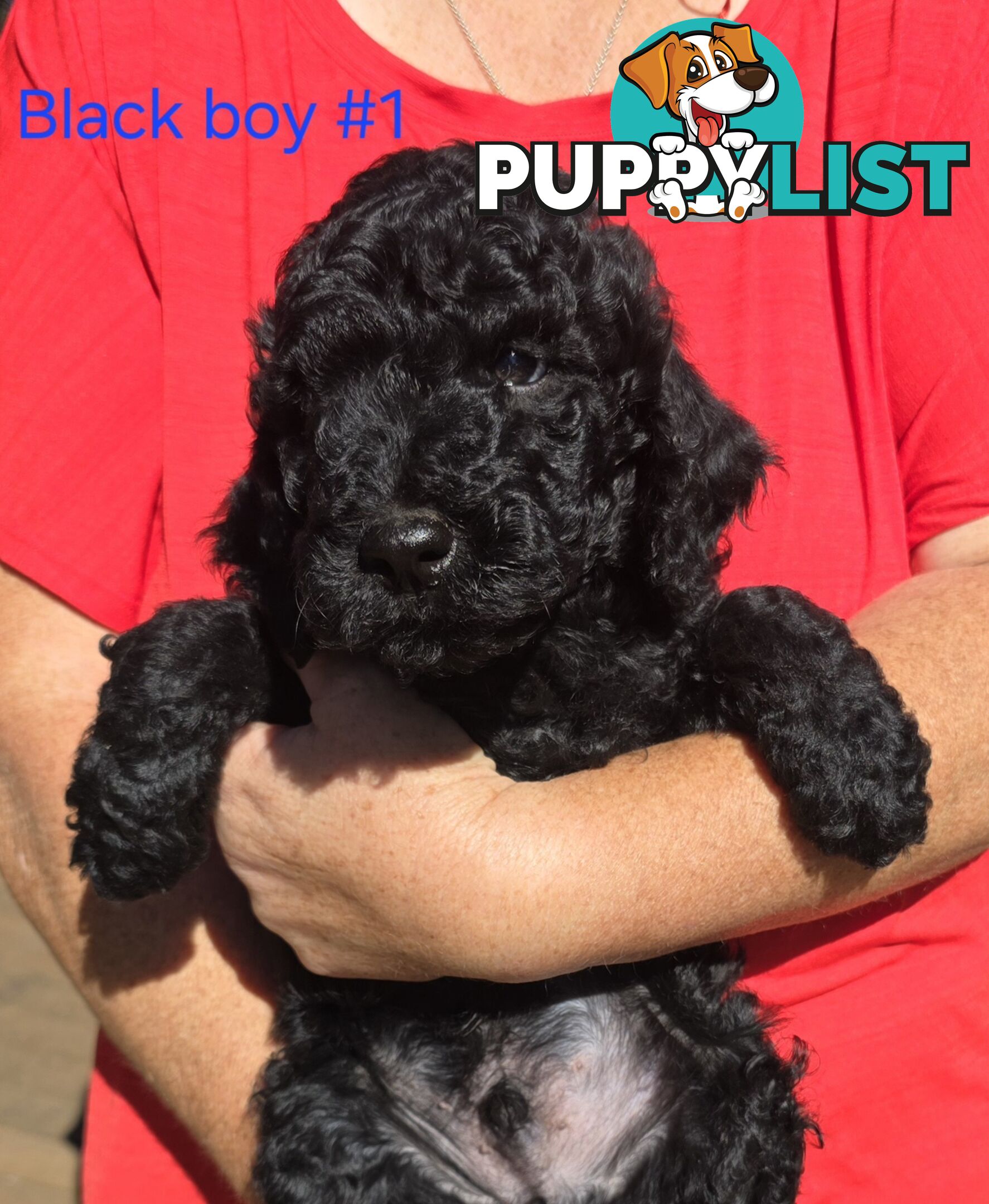 Stunning Labradoodle Puppies (Poodle x Labrador}