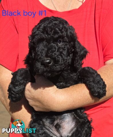 Stunning Labradoodle Puppies (Poodle x Labrador}