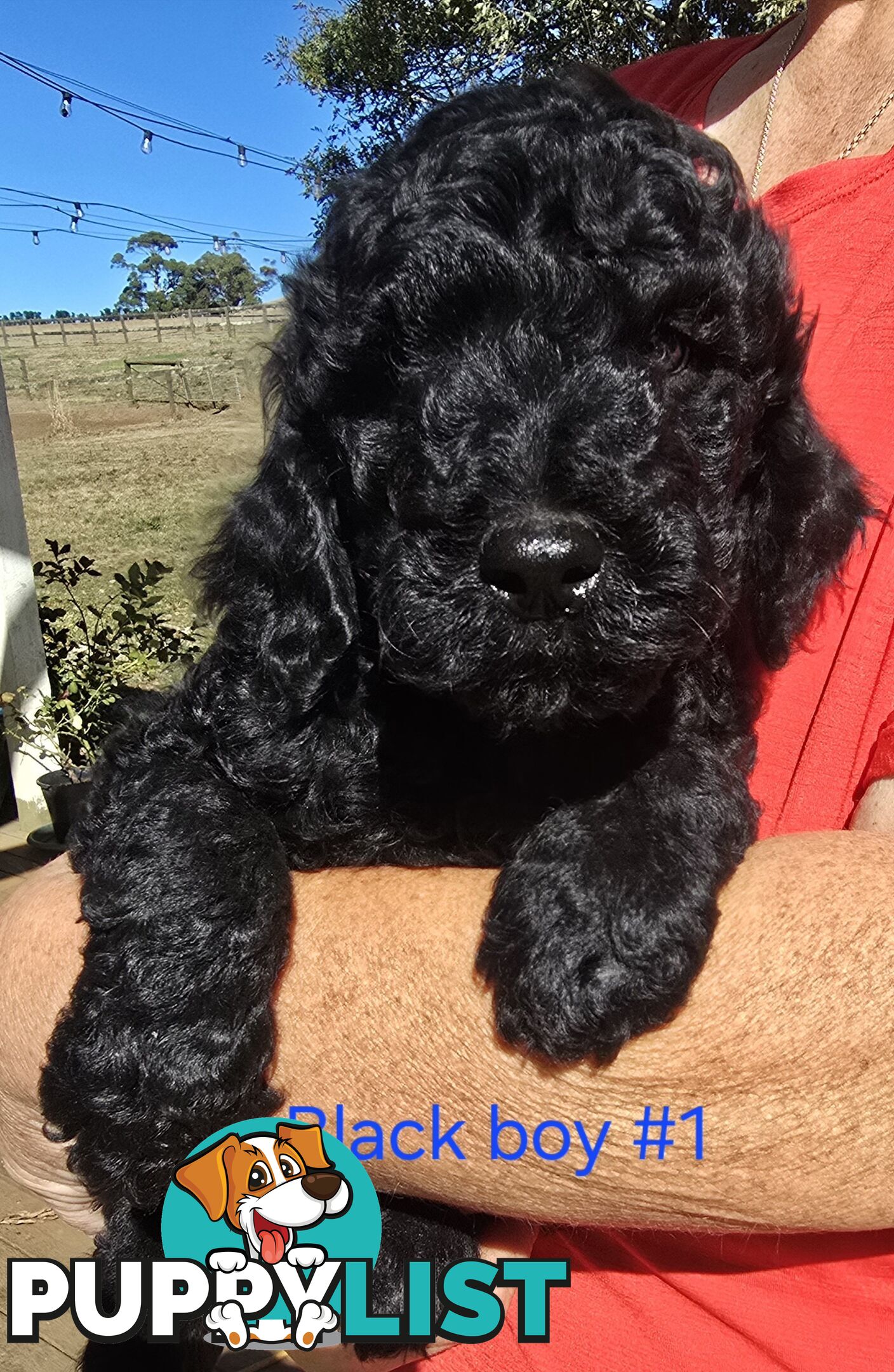 Stunning Labradoodle Puppies (Poodle x Labrador}