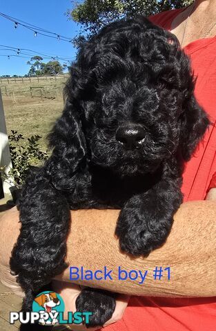 Stunning Labradoodle Puppies (Poodle x Labrador}