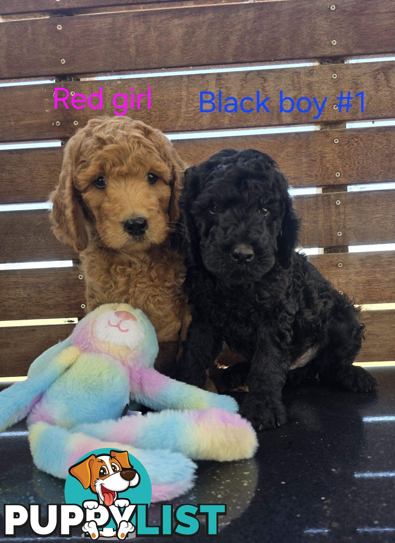 Stunning Labradoodle Puppies (Poodle x Labrador}