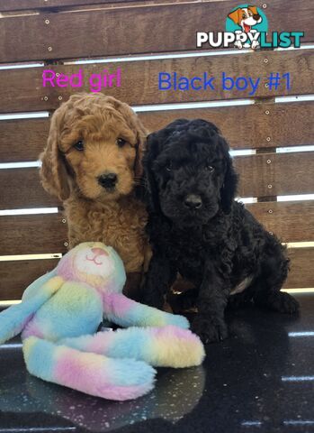 Stunning Labradoodle Puppies (Poodle x Labrador}