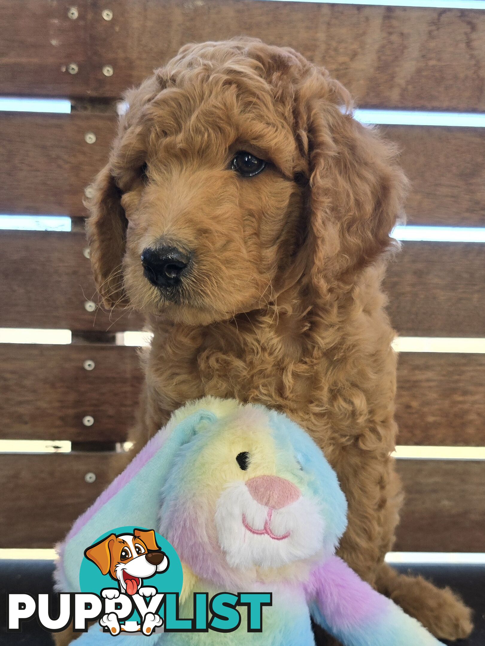 Stunning Labradoodle Puppies (Poodle x Labrador}