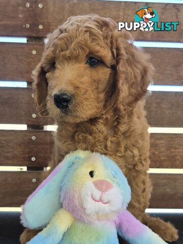 Stunning Labradoodle Puppies (Poodle x Labrador}