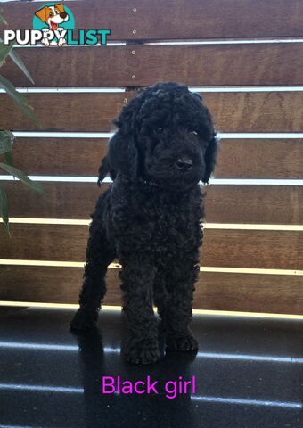 Stunning Labradoodle Puppies (Poodle x Labrador}