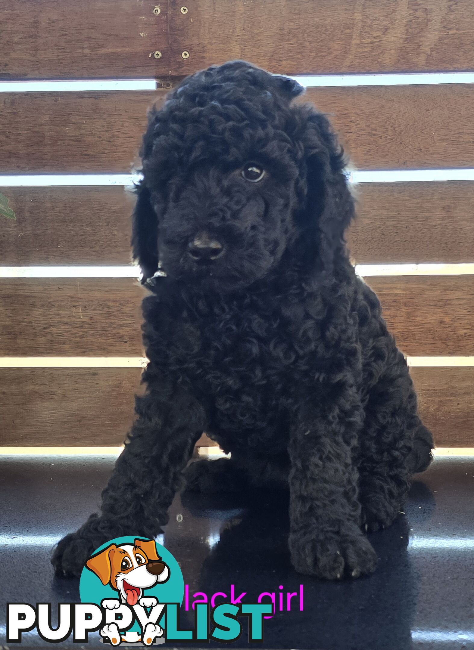 Stunning Labradoodle Puppies (Poodle x Labrador}