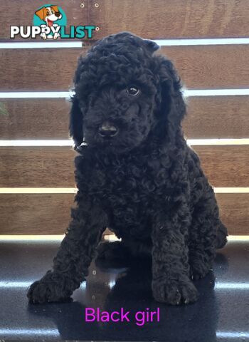 Stunning Labradoodle Puppies (Poodle x Labrador}