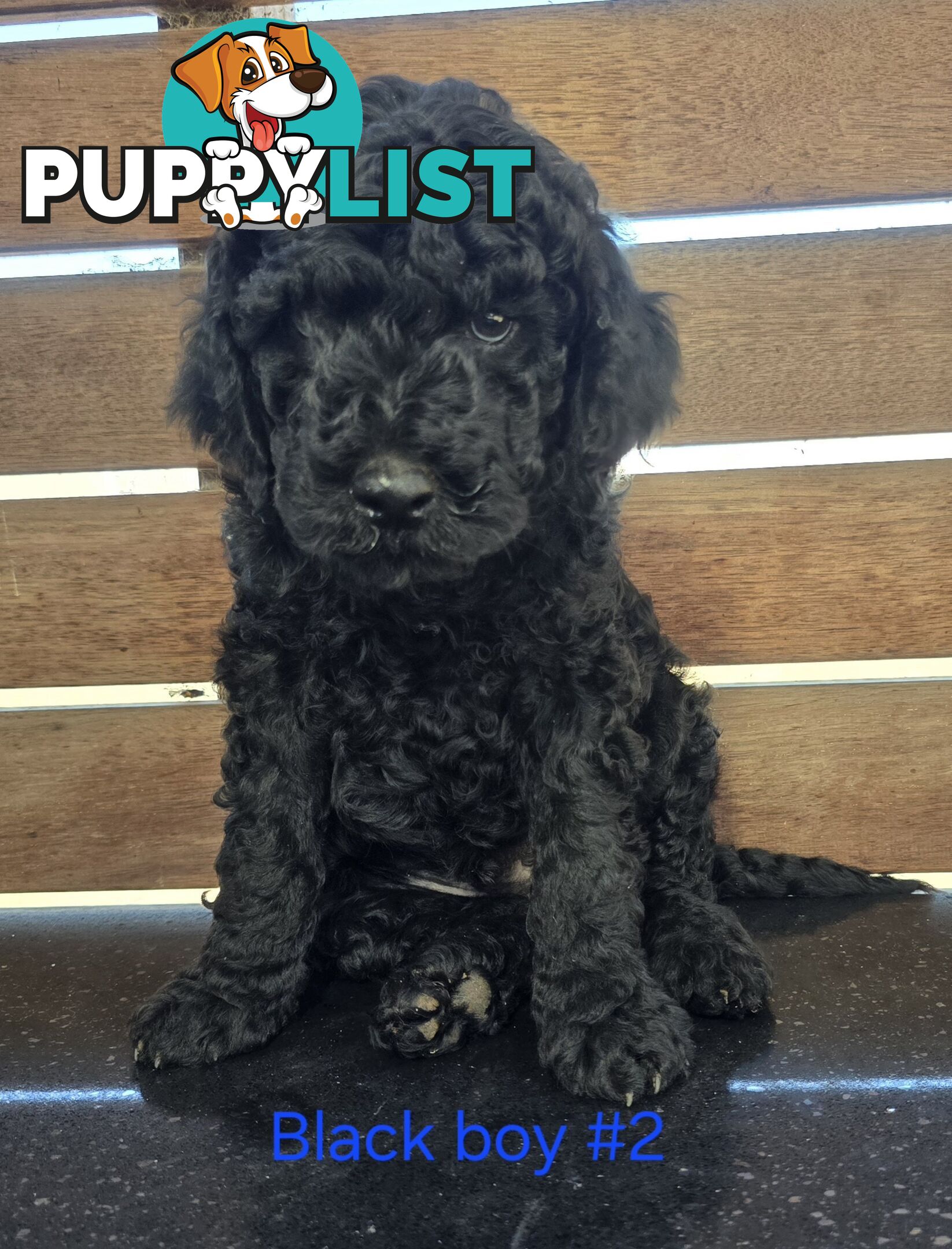 Stunning Labradoodle Puppies (Poodle x Labrador}