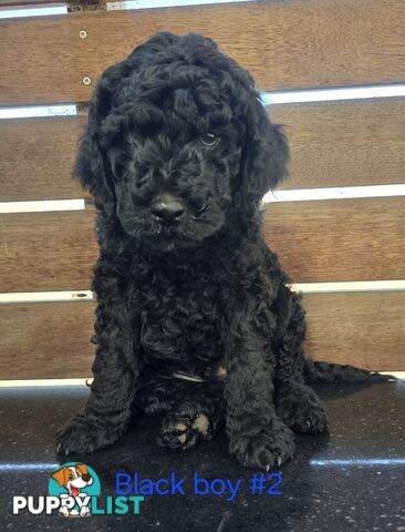 Stunning Labradoodle Puppies (Poodle x Labrador}