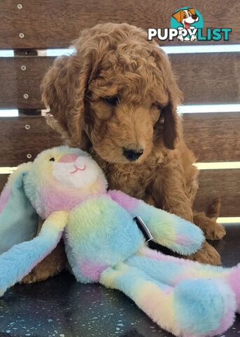 Stunning Labradoodle Puppies (Poodle x Labrador}