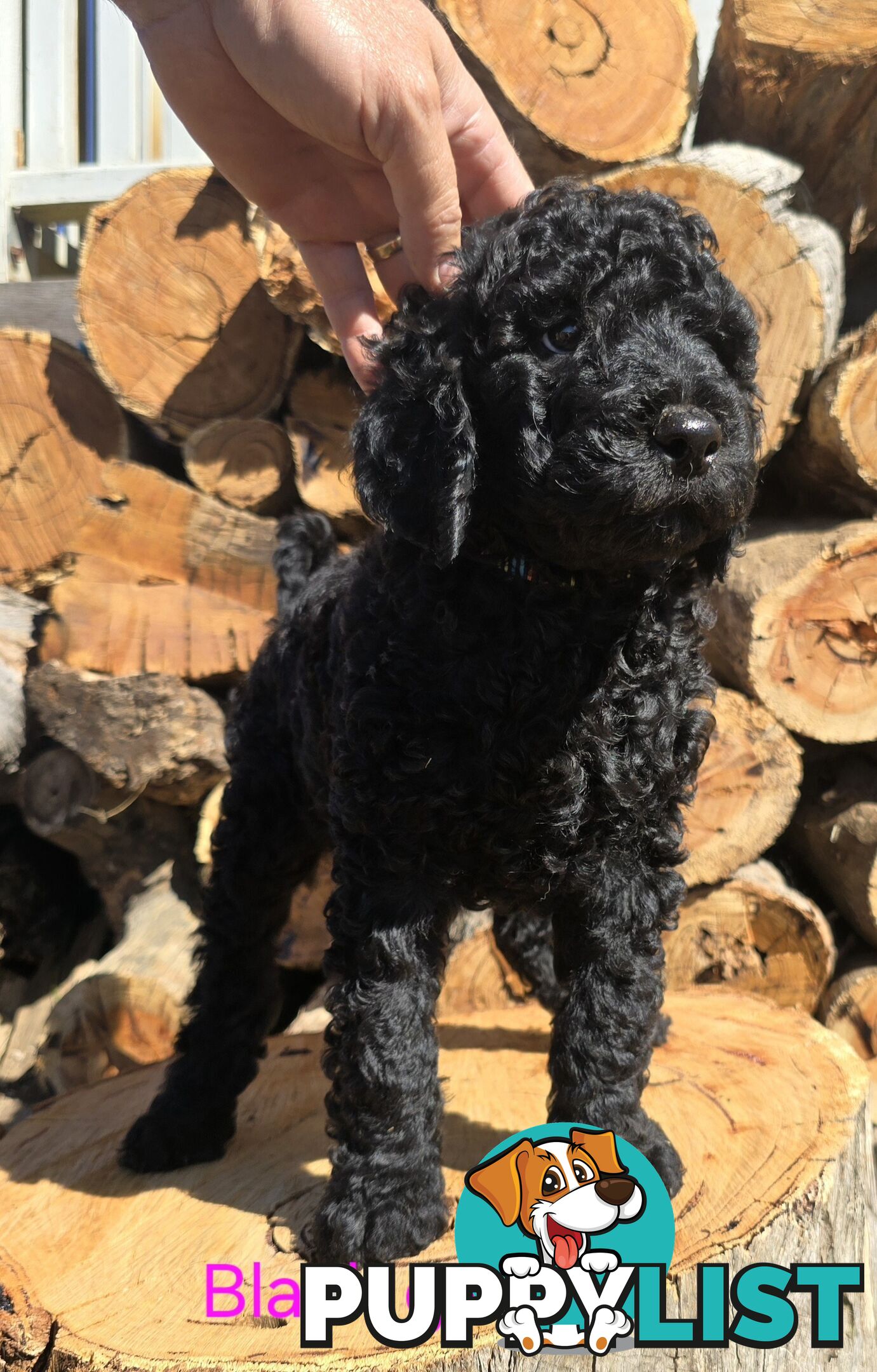 Stunning Labradoodle Puppies (Poodle x Labrador}