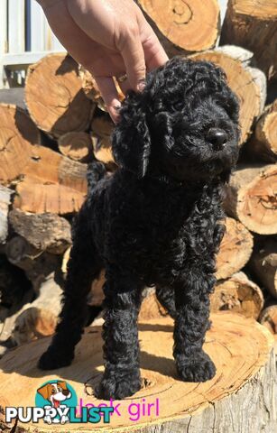 Stunning Labradoodle Puppies (Poodle x Labrador}