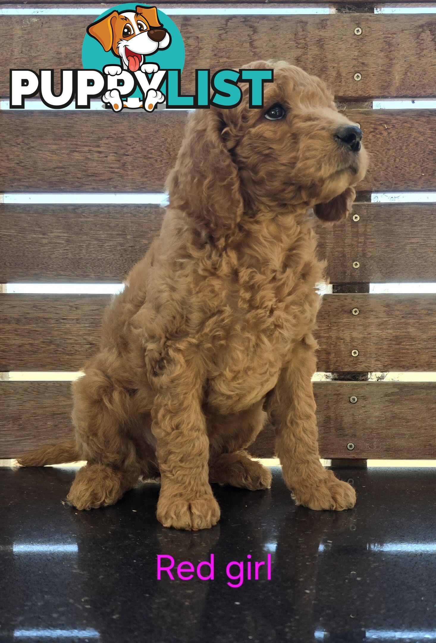 Stunning Labradoodle Puppies (Poodle x Labrador}