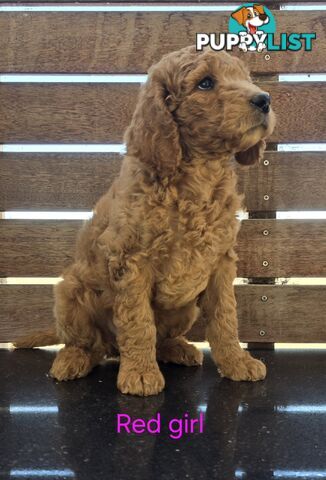 Stunning Labradoodle Puppies (Poodle x Labrador}