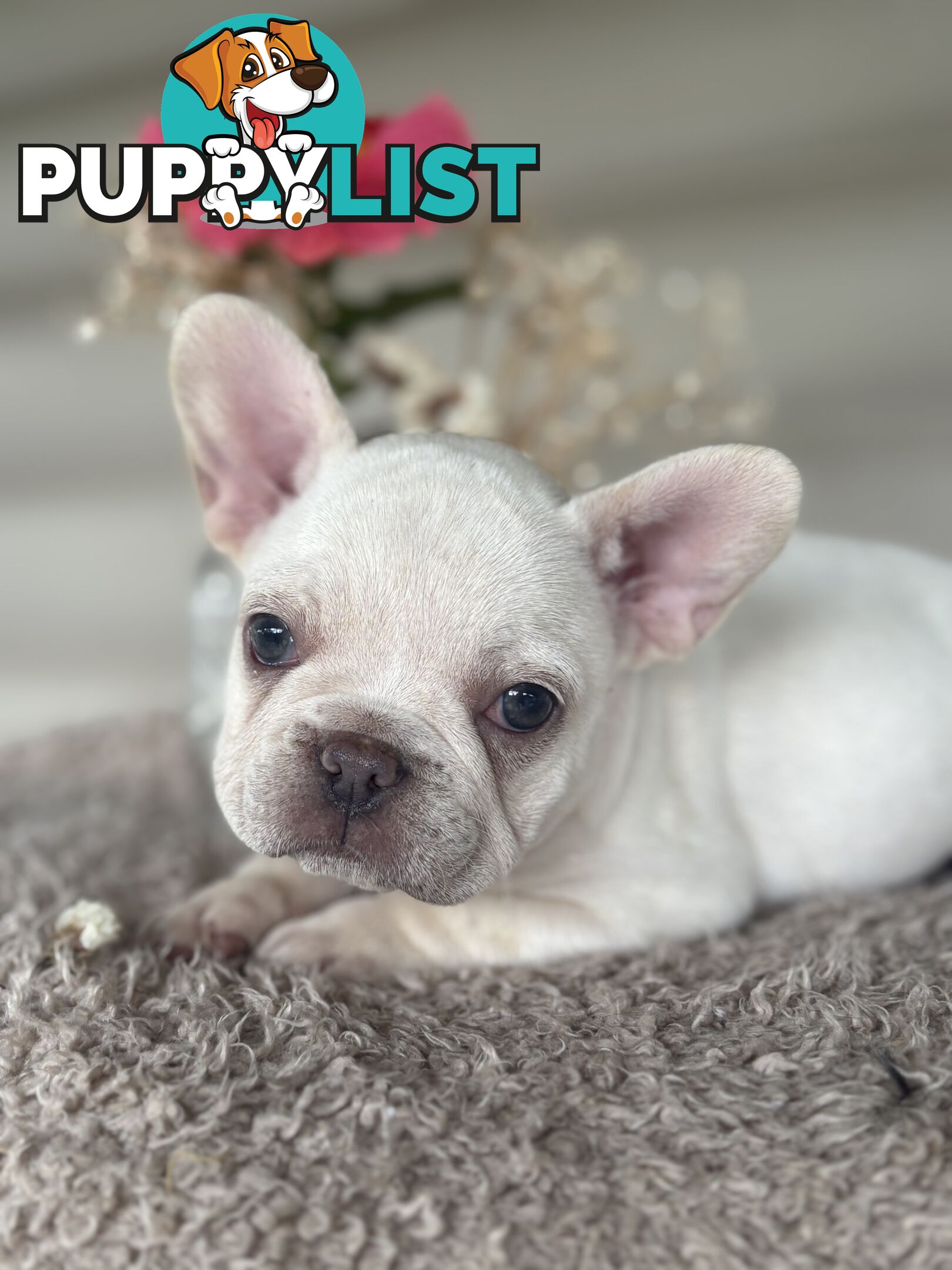 Short and stout French bulldog puppies