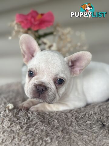 Short and stout French bulldog puppies