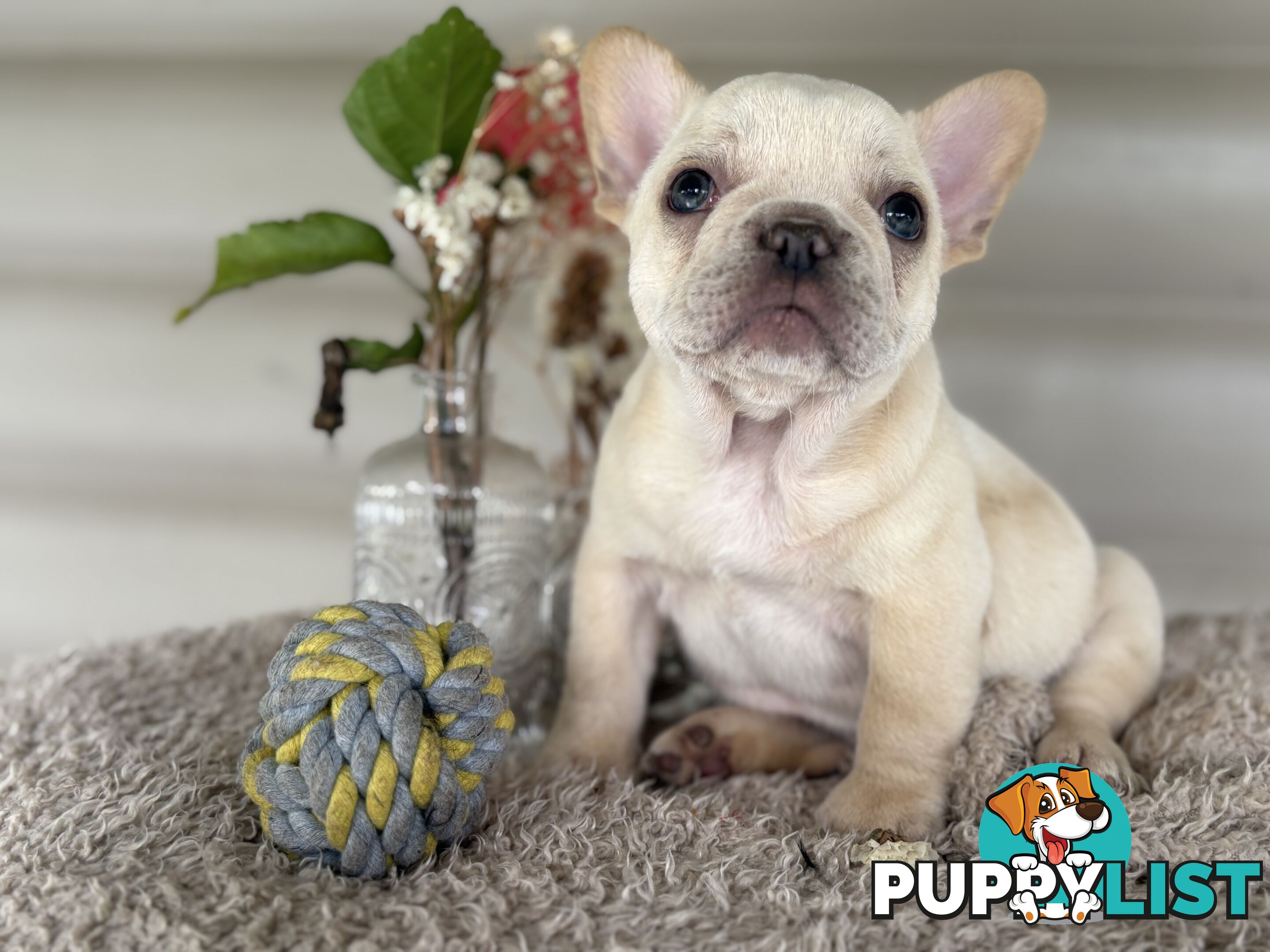 Short and stout French bulldog puppies