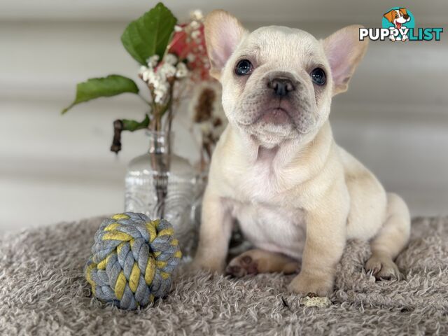 Short and stout French bulldog puppies