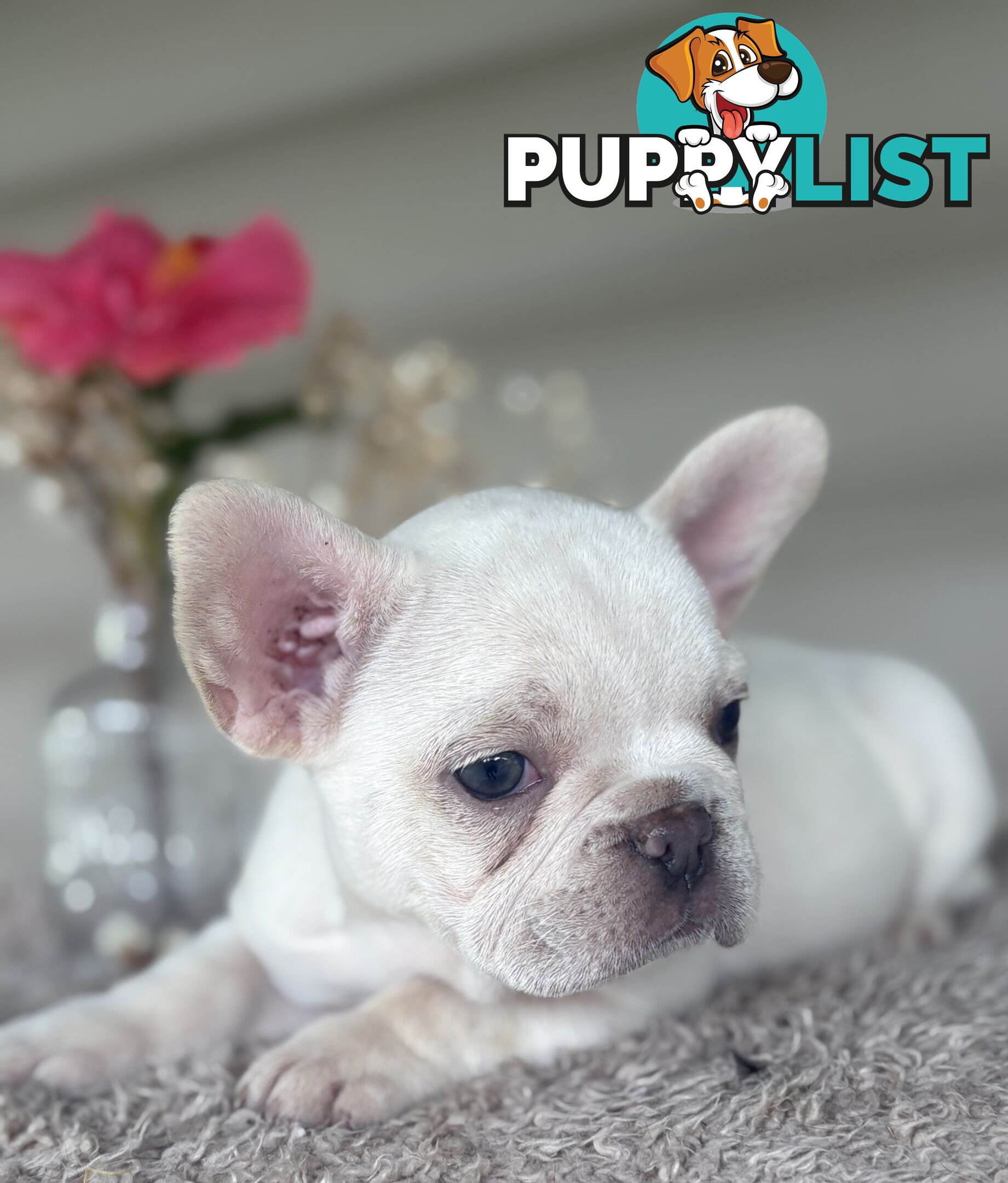 Short and stout French bulldog puppies