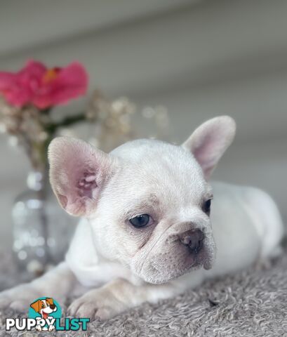 Short and stout French bulldog puppies