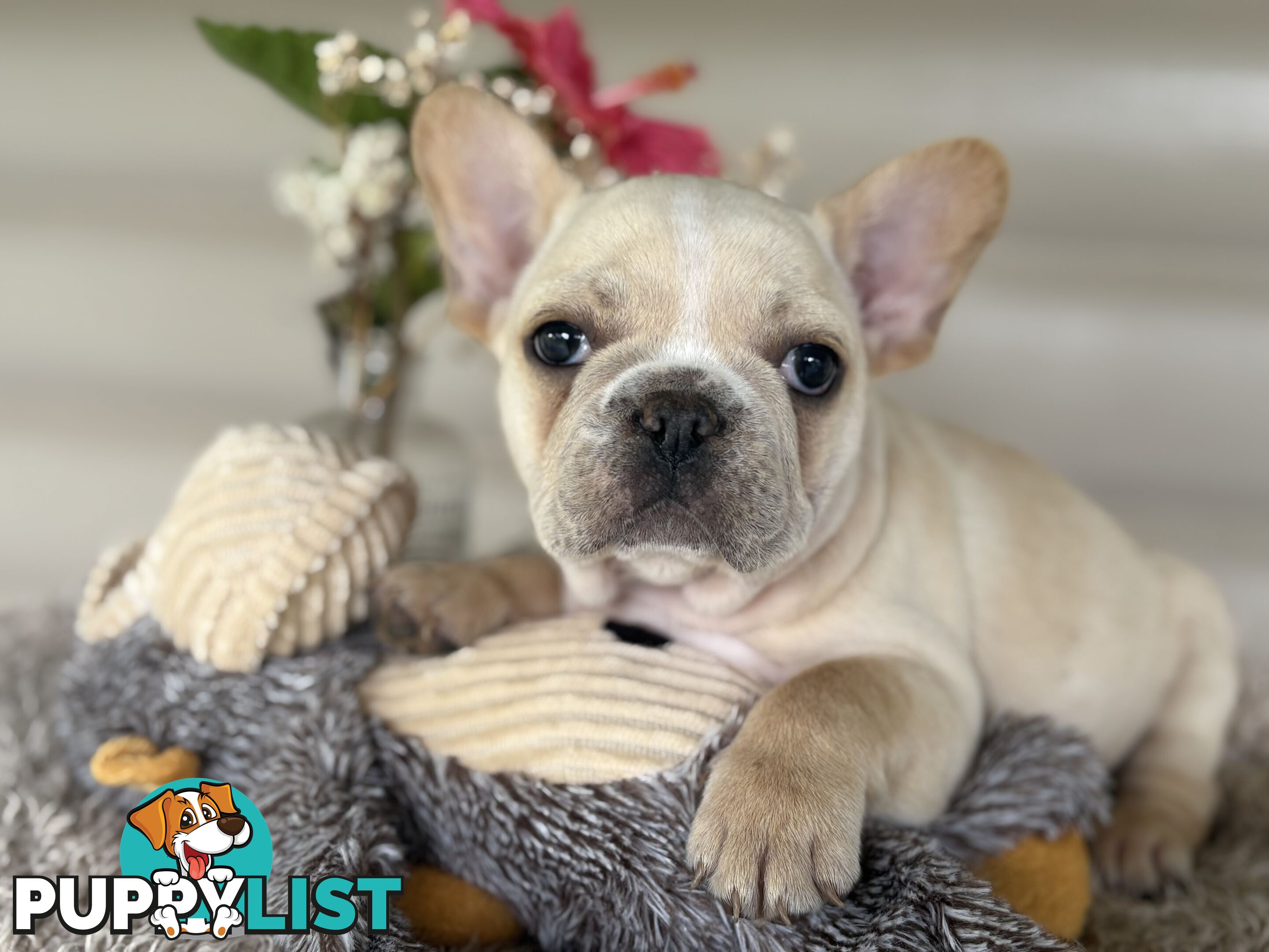 Short and stout French bulldog puppies