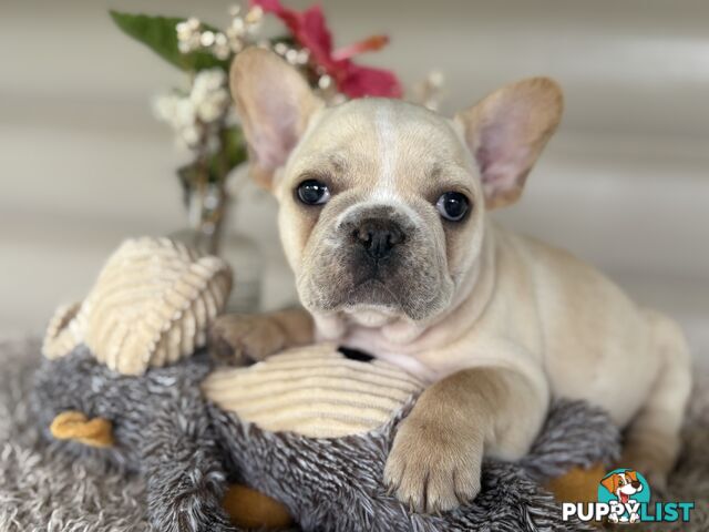 Short and stout French bulldog puppies