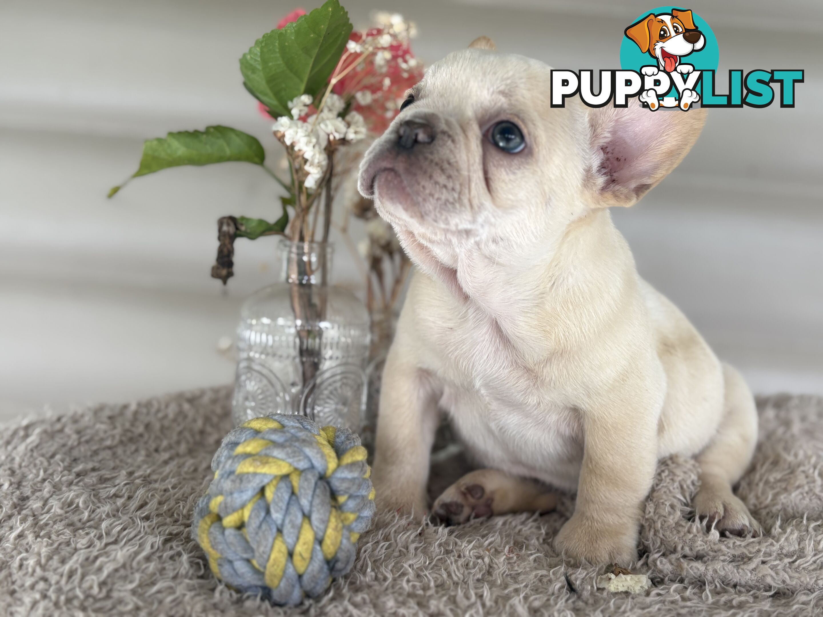 Short and stout French bulldog puppies