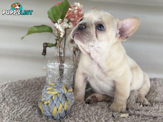 Short and stout French bulldog puppies