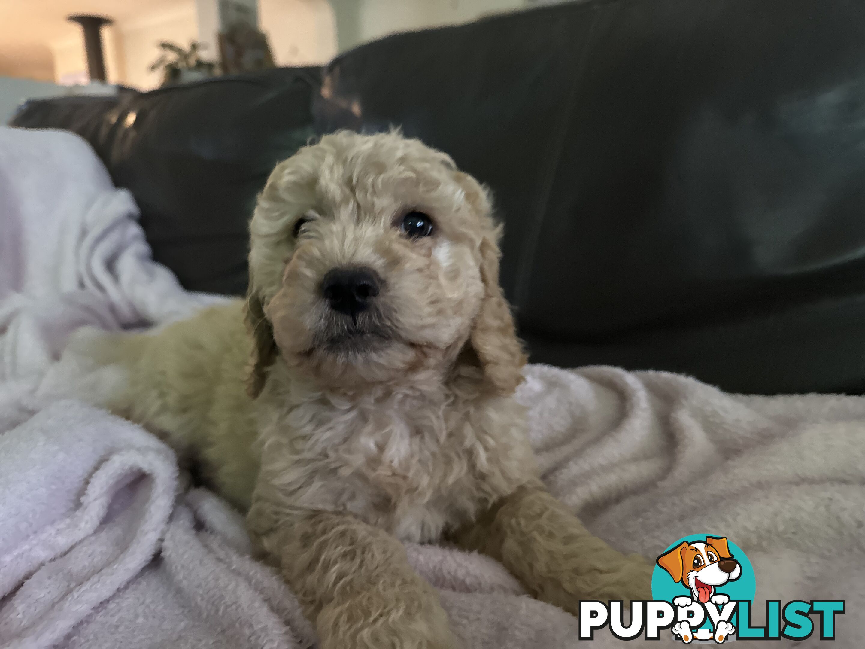 Gorgeous Medium Groodle. great temperament, DNA clear, ready NOW only 2 left.