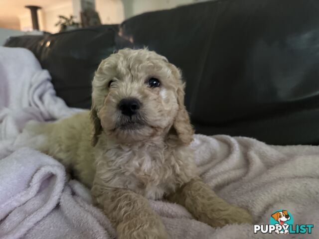 Gorgeous Medium Groodle. great temperament, DNA clear, ready NOW only 2 left.