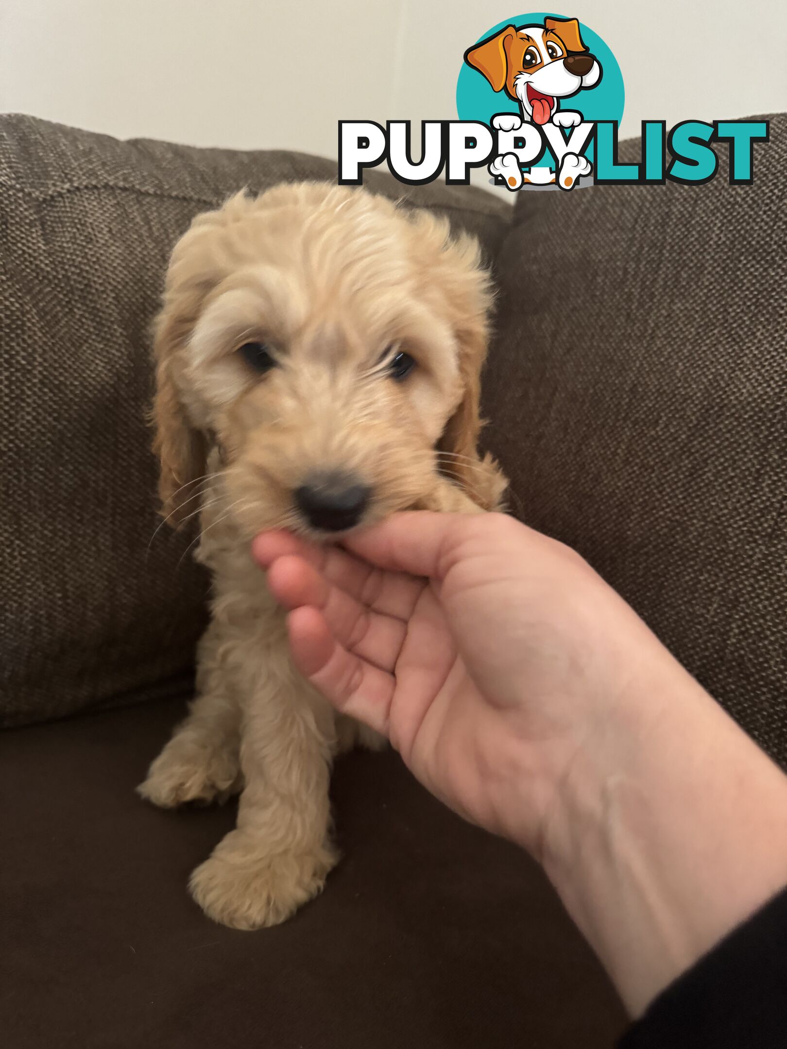 Gorgeous Medium Groodle. great temperament, DNA clear, ready NOW only 2 left.