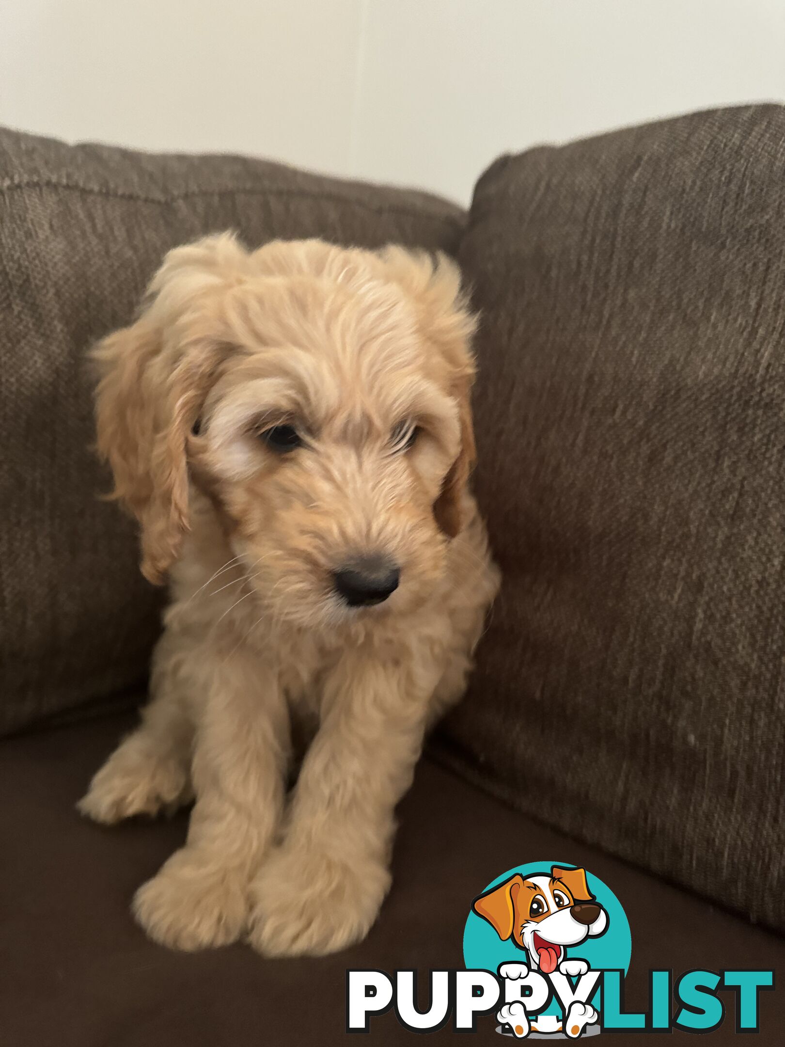 Gorgeous Medium Groodle. great temperament, DNA clear, ready NOW only 2 left.